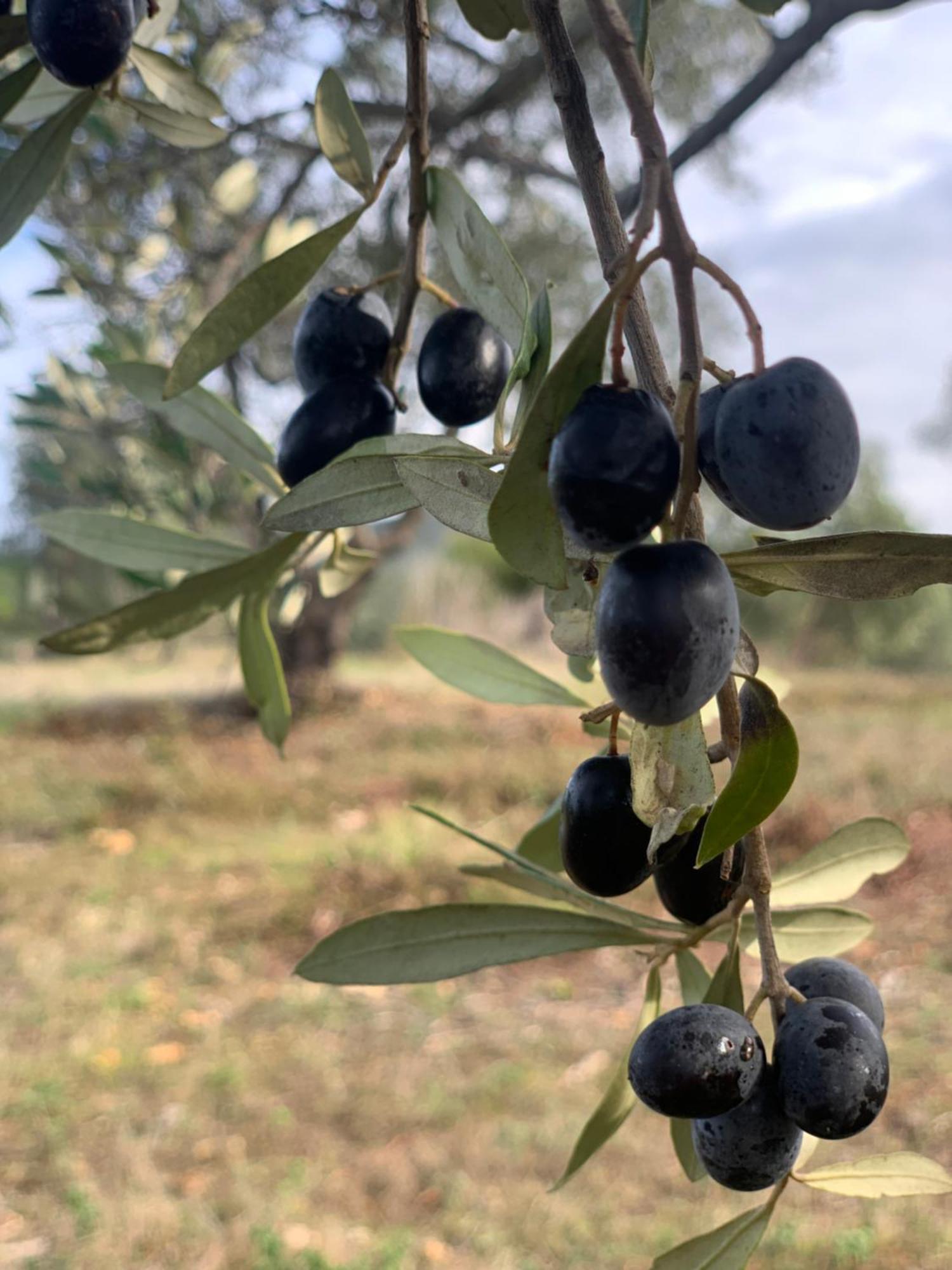 Agriturismo Poggio Falco Batignano Εξωτερικό φωτογραφία